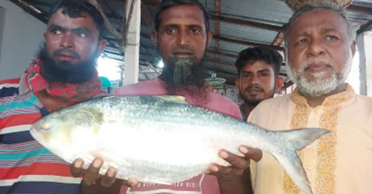 এক ইলিশের দাম ৯৭৫০ টাকা